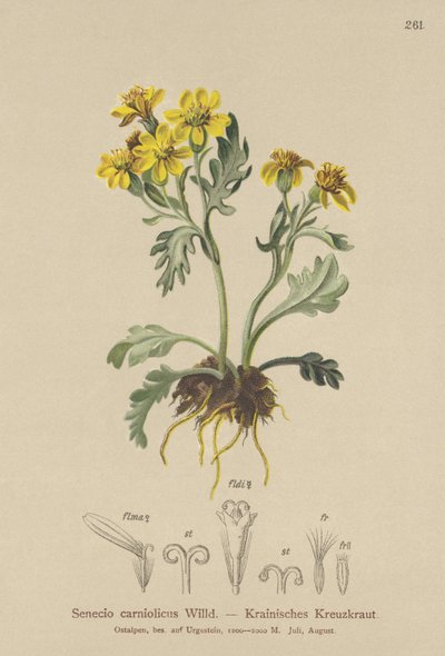 Carniolan Ragwort (Senecio carniolicus ، Senecio incanus subsp. carniolicus) بواسطة المدرسة الألمانية