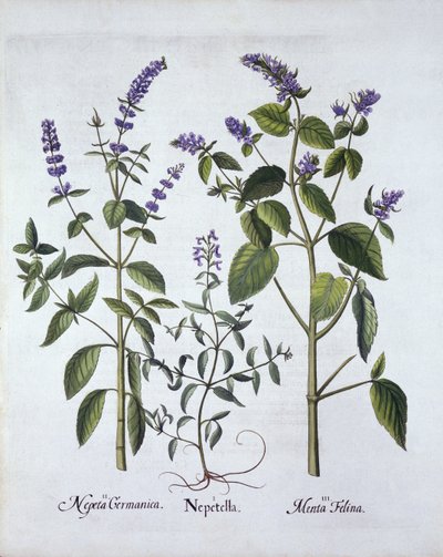 Catmintand Catnip ، من Hortus Eystettensis ، بقلم Basil Besler (1561-1629) ، حانة. 1613 (نقش يدوي) بواسطة المدرسة الألمانية