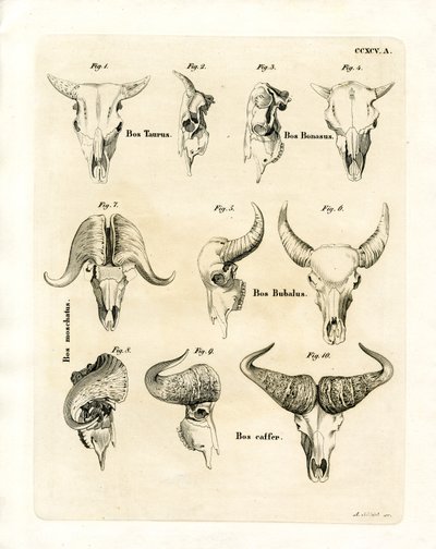 Cattle Skulls (coloured engraving) بواسطة المدرسة الألمانية
