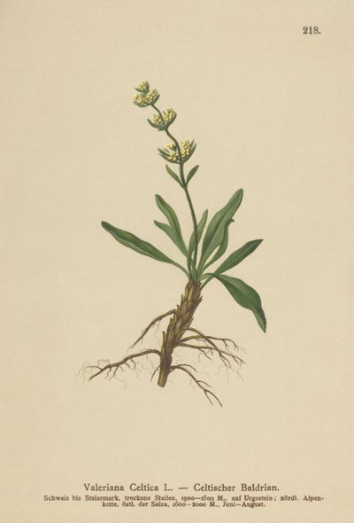 سلتيك Spikenard (سلتيك فاليريان) بواسطة المدرسة الألمانية