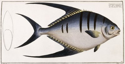 Chaetodon Glaucus ، 1785-1788 بواسطة المدرسة الألمانية