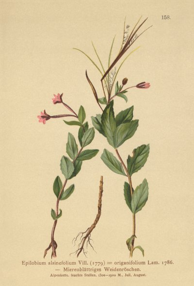 Chickweed Willowherb (Epilobium alsinefolium ، Epilobium origanifolium) بواسطة المدرسة الألمانية