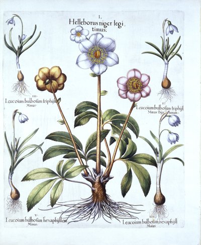 عيد الميلاد روز وتغيرات Snowdrop ، من Hortus Eystettensis ، بقلم Basil Besler (1561-1629) ، حانة. 1613 (نقش يدوي) بواسطة المدرسة الألمانية