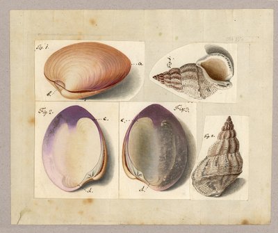 حلزون البحر والقوقع: Venus Mercenaria Linnaei، Buccino glacioli Linnaei، 1785 (مرحاض على ورق) بواسطة المدرسة الألمانية