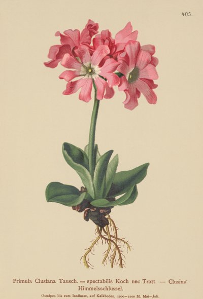 Clusiana Primrose (Primula Clusiana ، Primula spectabilis) بواسطة المدرسة الألمانية