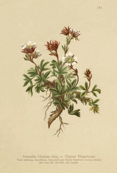 Clusius Cinquefoil (Potentilla Clusiana) بواسطة المدرسة الألمانية