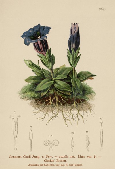Clusius Gentian (جينتيانا كلوسي ، جينتيانا أكوليس) بواسطة المدرسة الألمانية