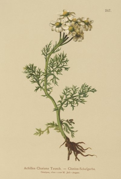 Clusius Yarrow (Achillea Clusiana، Achillea atrata ssp. clusiana) بواسطة المدرسة الألمانية