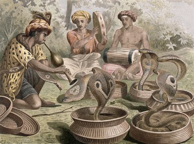 كوبرا ، لوحة من Brehms Tierleben: Allgemeine Kunde des Tierreichs ، المجلد 7 ، ص .355 ، تم نشره بواسطة Bibliographisches Institut ، 1892 بواسطة المدرسة الألمانية