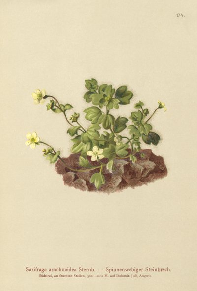 نسيج العنكبوت Saxifrage (Saxifraga arachnoidea) بواسطة المدرسة الألمانية
