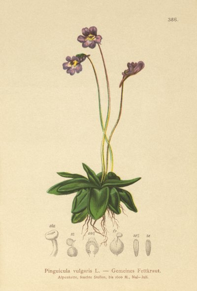 عشبة الزبدة الشائعة (Pinguicula vulgaris) بواسطة المدرسة الألمانية