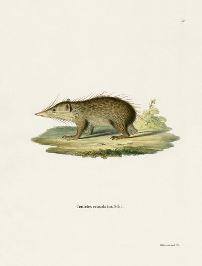 Tenrec المشترك (نقش ملون) بواسطة المدرسة الألمانية