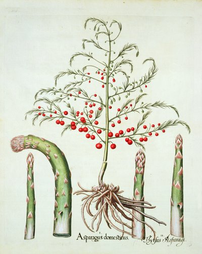 الهليون الشائع في الزهرة والفاكهة ، من Hortus Eystettensis بقلم Basil Besler (1561-1629) ، حانة. 1613 (نقش يدوي) بواسطة المدرسة الألمانية