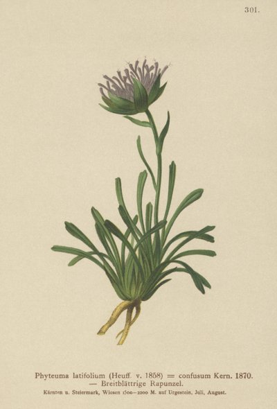 الخلط المرتبك (Phyteuma mixed Phyteuma latifolium ، Phyteuma hemispherical ssp. الخلط بين Phyteuma) بواسطة المدرسة الألمانية