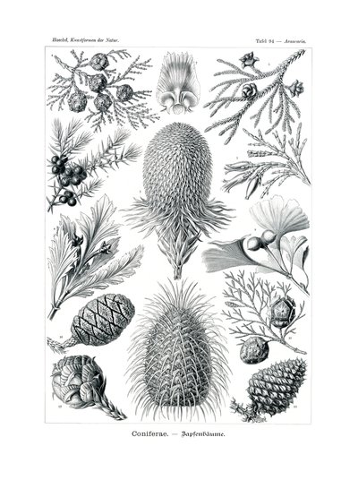 Coniferae1899-1904 بواسطة المدرسة الألمانية