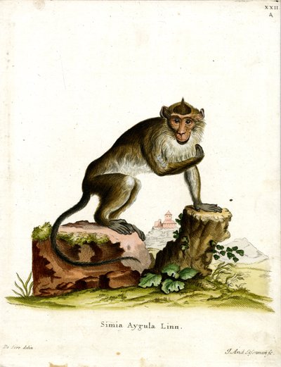 Crab-eating Macaque (coloured engraving) بواسطة المدرسة الألمانية