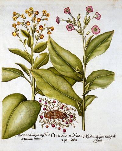 تبغ التوت البري والزهور ، من Hortus Eystettensis ، بقلم Basil Besler (1561-1629) ، حانة. 1613 (نقش يدوي) بواسطة المدرسة الألمانية