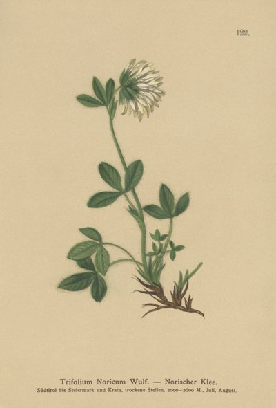 كريم البرسيم (Trifolium Noricum) بواسطة المدرسة الألمانية