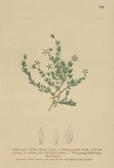 زاحفة Sandwort (Moehringia ciliata ، Moehringia polygonoides ، Arenaria getusa) بواسطة المدرسة الألمانية
