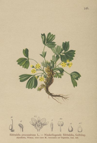 زحف سيبالديا (Sibbaldia procumbens) بواسطة المدرسة الألمانية