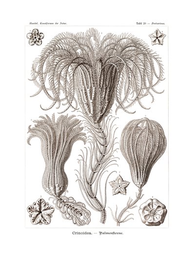 Crinoidea ، 1899-1904 بواسطة المدرسة الألمانية