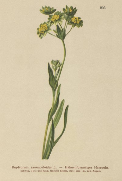 Crowfoot- Leaved Hares Ear (Bupleurum ranunculoides) بواسطة المدرسة الألمانية