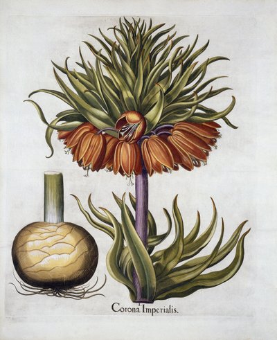 دعا التاج الإمبراطوري فريتيلاريا ، من Hortus Eystettensis ، بواسطة حانة Basil Besler (1561-1629). 1613 بواسطة المدرسة الألمانية