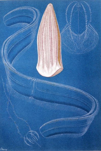 Ctenophores ، لوحة من "Brehms Tierleben: Allgemeine Kunde des Tierreichs" ، المجلد 10 ، ص 546 ، نشره Bibliographisches Institut بواسطة المدرسة الألمانية