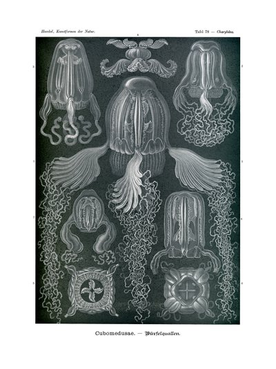 Chirodropida ، 1899-1904 بواسطة المدرسة الألمانية