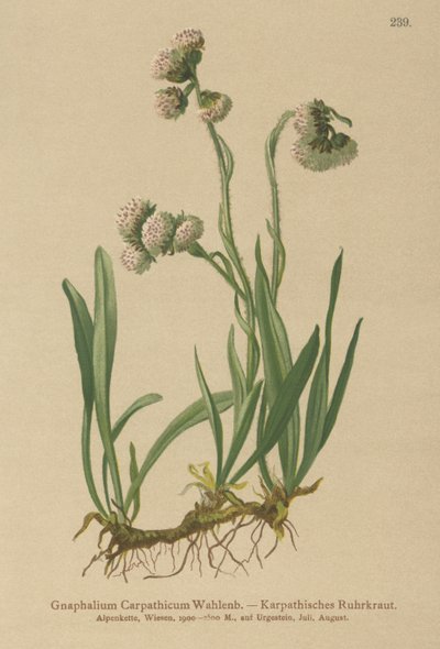 الوحل (Gnaphalium Carpathicum) بواسطة المدرسة الألمانية