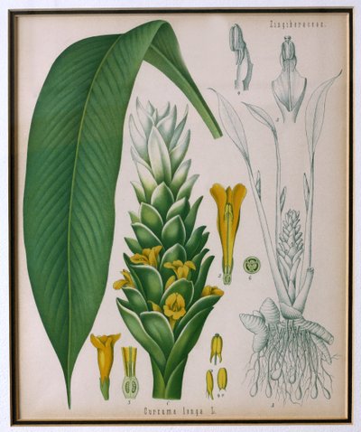 كركم لونجا (الكركم) من النباتات الطبية Kohlers التي كتبها فرانز يوجين كولر بواسطة المدرسة الألمانية