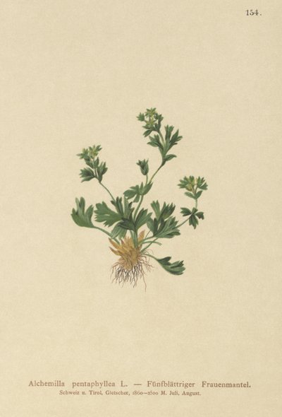 قطع Laded Ladys Mantle (Alchemilla pentaphyllea) بواسطة المدرسة الألمانية