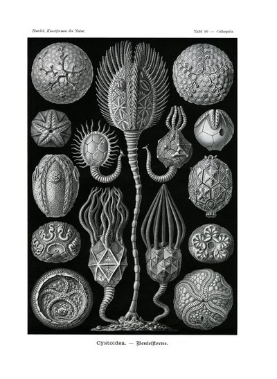 Cystoidea ، 1899-1904 بواسطة المدرسة الألمانية