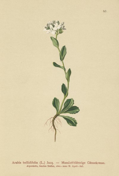 Daisyleaf Rock-Cress (Arabis bellidifolia) بواسطة المدرسة الألمانية