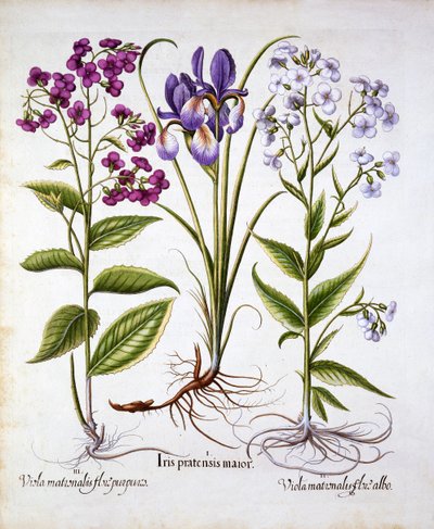 السيدات البنفسج وقزحية الميدان ، من Hortus Eystettensis ، بقلم باسل بيسلر (1561-1629) ، حانة. 1613 (نقش يدوي) بواسطة المدرسة الألمانية
