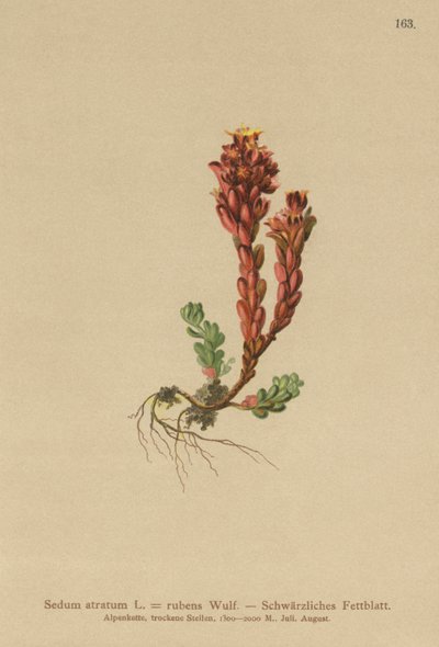 Stonecrop الغامق (Sedum atratum ، Sedum rubens) بواسطة المدرسة الألمانية