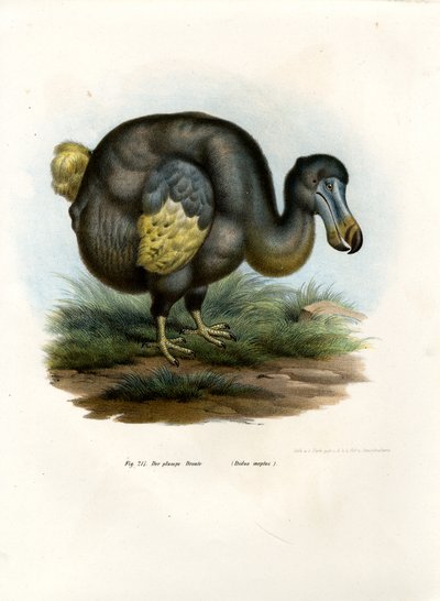 دودو ، 1864 بواسطة المدرسة الألمانية