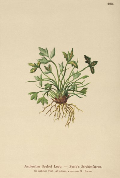 Dolomite Spleenwort (Asplenium Seelosii) بواسطة المدرسة الألمانية