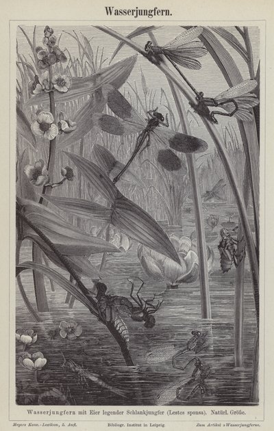 Dragonflies (engraving) بواسطة المدرسة الألمانية