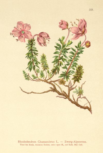 قزم Alpenrose (Rhododendron Chamaecistus) بواسطة المدرسة الألمانية