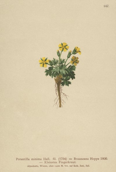 قزم Cinquefoil (Potentilla minima ، Potentilla Brauneana ، Potentilla dubia) بواسطة المدرسة الألمانية