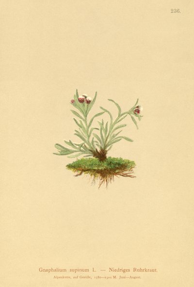 CUDWEED الإنسان (موقف مستلق Glechoma) بواسطة المدرسة الألمانية
