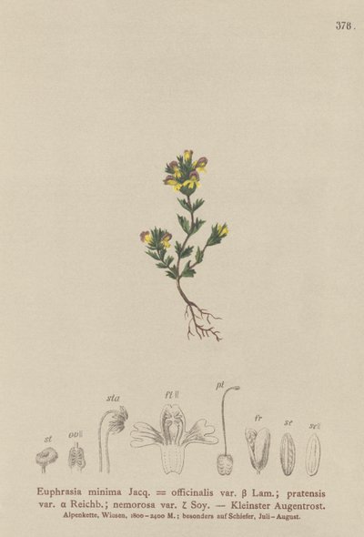 Debrf Eyebright (Euphrasia minima، Euphrasia officinalis، Euphrasia pratensis var. nemorosa) بواسطة المدرسة الألمانية