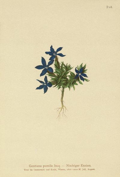 قزم الجنطيانا (Gentiana pumila) بواسطة المدرسة الألمانية