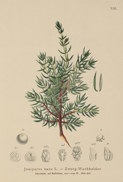 العرعر القزم (Juniperus nana، Juniperus communis var. Nana، Juniperus communis var. Saxatilis) بواسطة المدرسة الألمانية