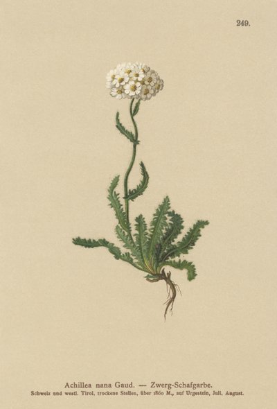 قزم Milfoil بواسطة المدرسة الألمانية