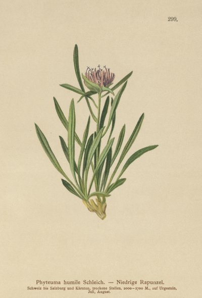 قزم Rampion (Phyteuma humile) بواسطة المدرسة الألمانية