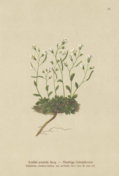قزم Rockcress (Arabis pumila) بواسطة المدرسة الألمانية