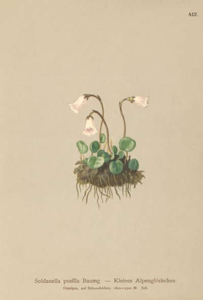 قزم Snowbell (Soldanella pusilla ، Soldanella alpicola) بواسطة المدرسة الألمانية