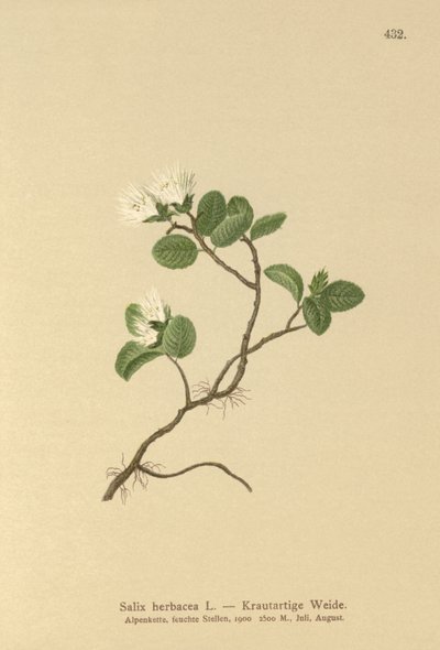 قزم الصفصاف (عشبة Salix) بواسطة المدرسة الألمانية